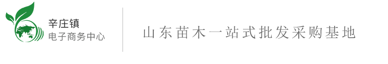 冬青苗